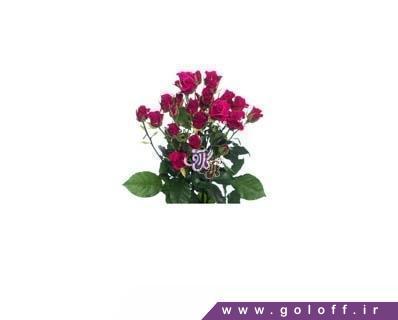دسته گل عاشقانه - دسته گل رز مینیاتوری گلاریوس - Roses | گل آف